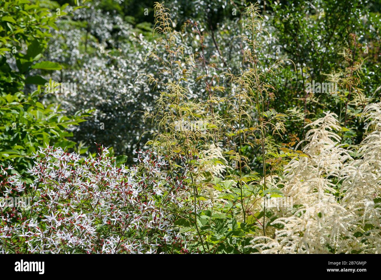 Krautige Bepflanzung, weißer Garten, gedeckte Farbpalette Stockfoto