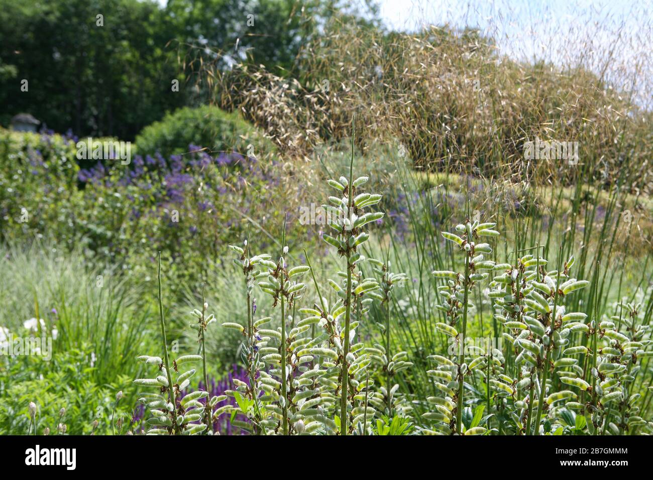 Lupinus seedheads against flowering Stipa gigantea in a lila and White herbaceous border Stockfoto
