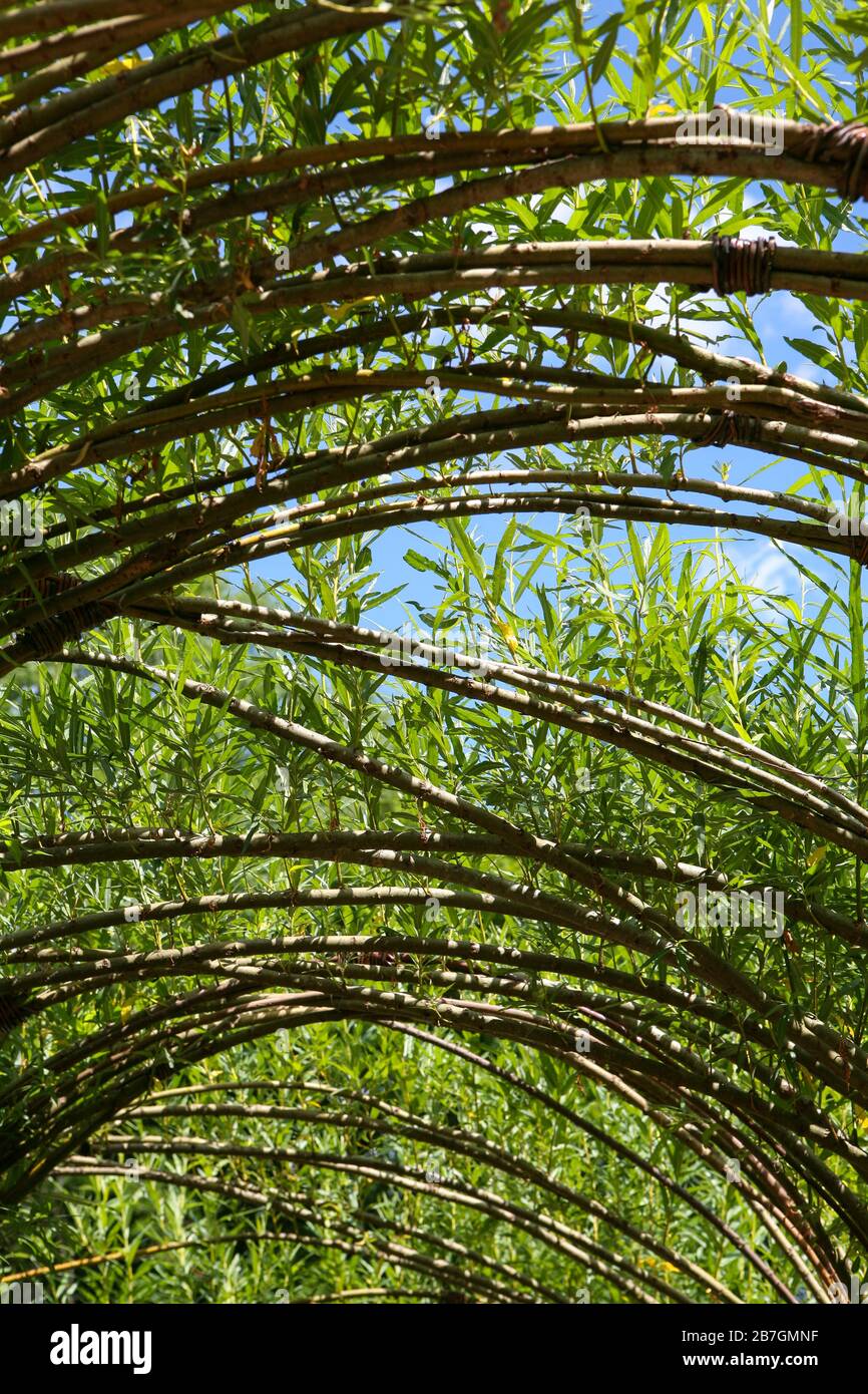 Salix / lebendes Weidenbogendach in einem Garten, blauer Himmel Stockfoto