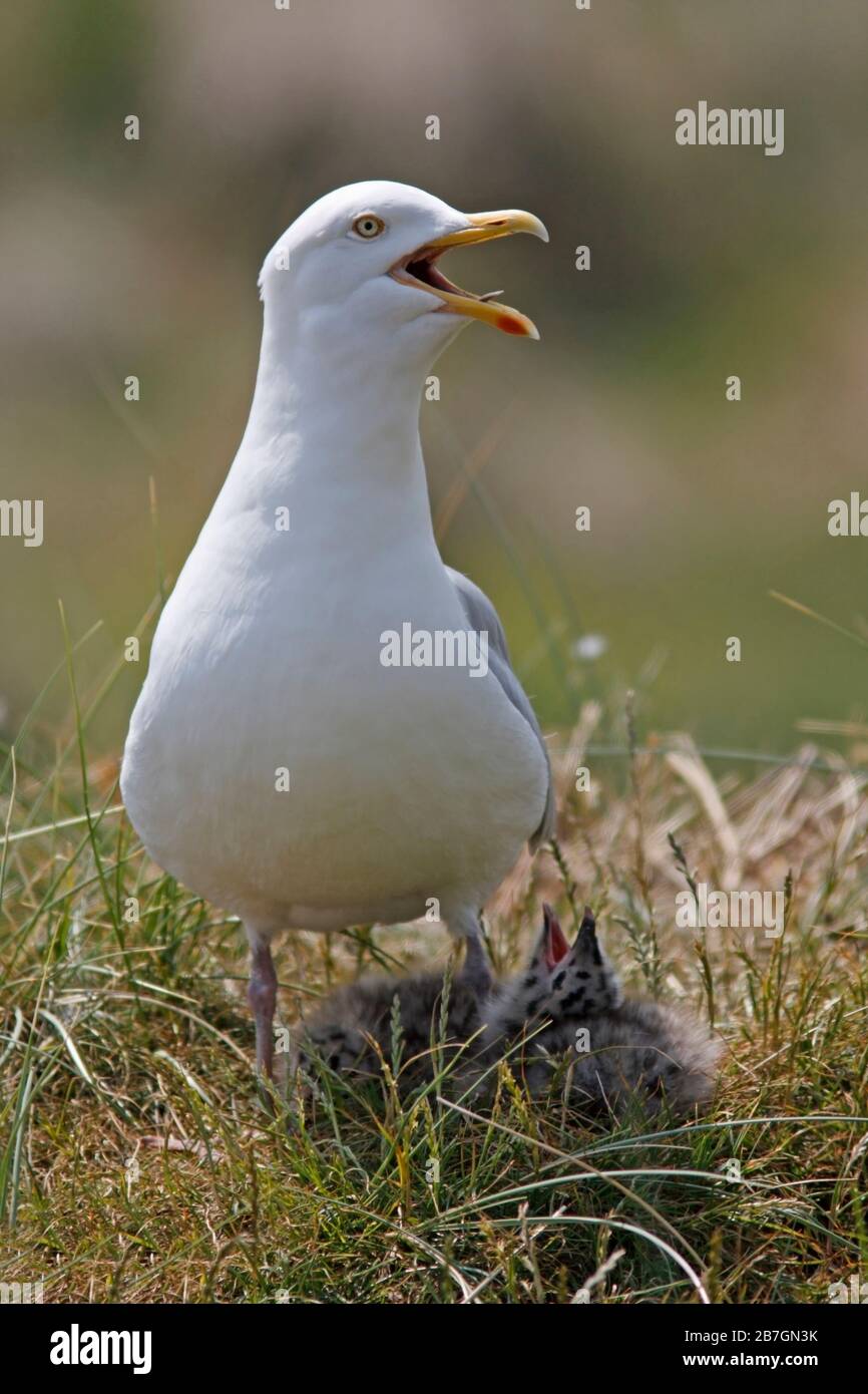 HERINGMÖWE (Larus argentatus) Möwe Elternteil keuchend bei heißem Wetter, mit Küken, Morecambe Bay, Großbritannien. Stockfoto