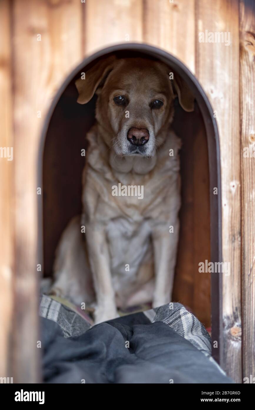 Labrador befindet sich in einem Hundehaus Stockfoto