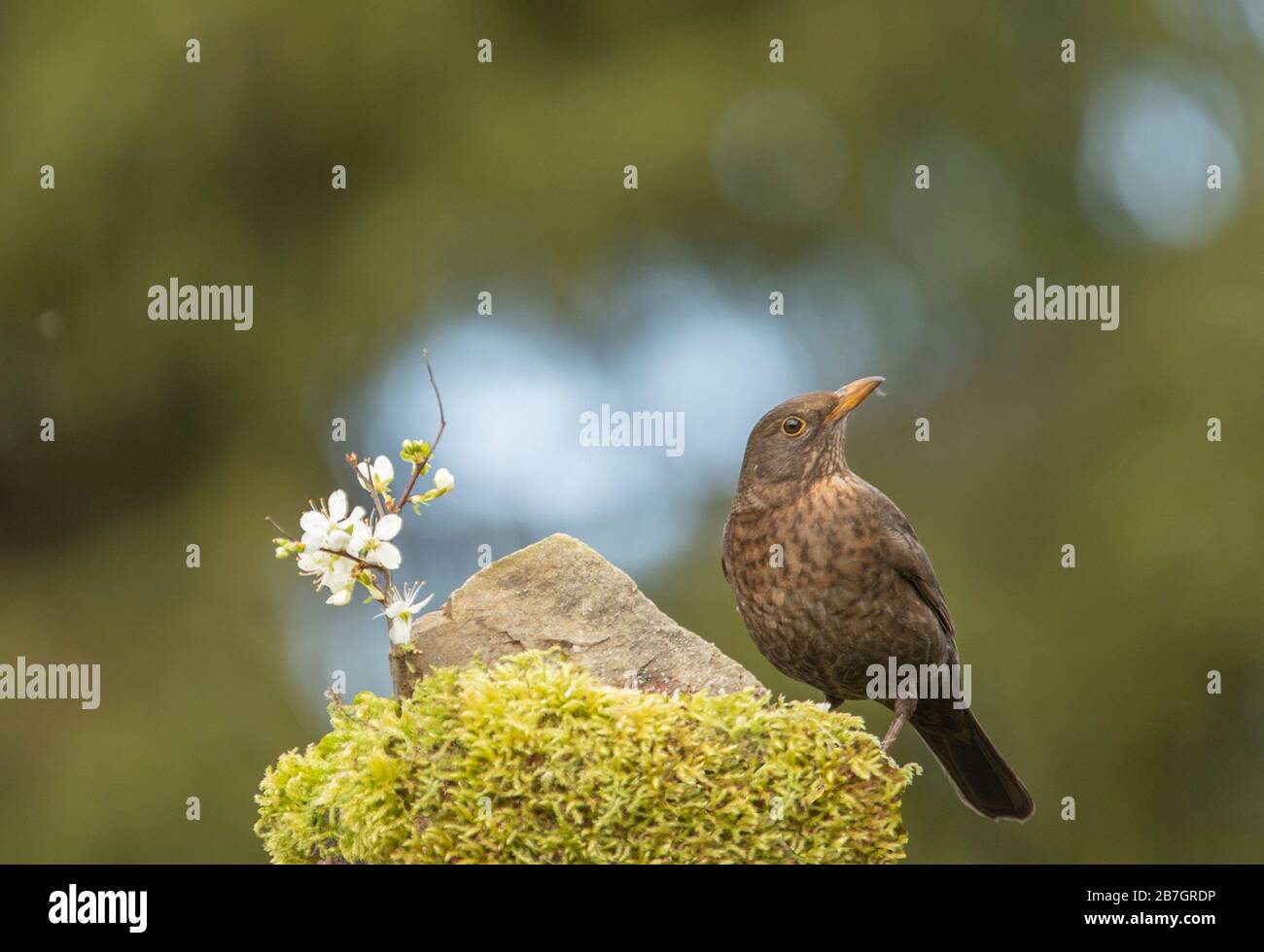 Weibliche, gewöhnliche Blackbird, Turdus merula, die in einem britischen Garten thront Stockfoto Weibliche, gewöhnliche Blackbird, Turdus merula, die in einem britischen Garten thront Stockfoto
