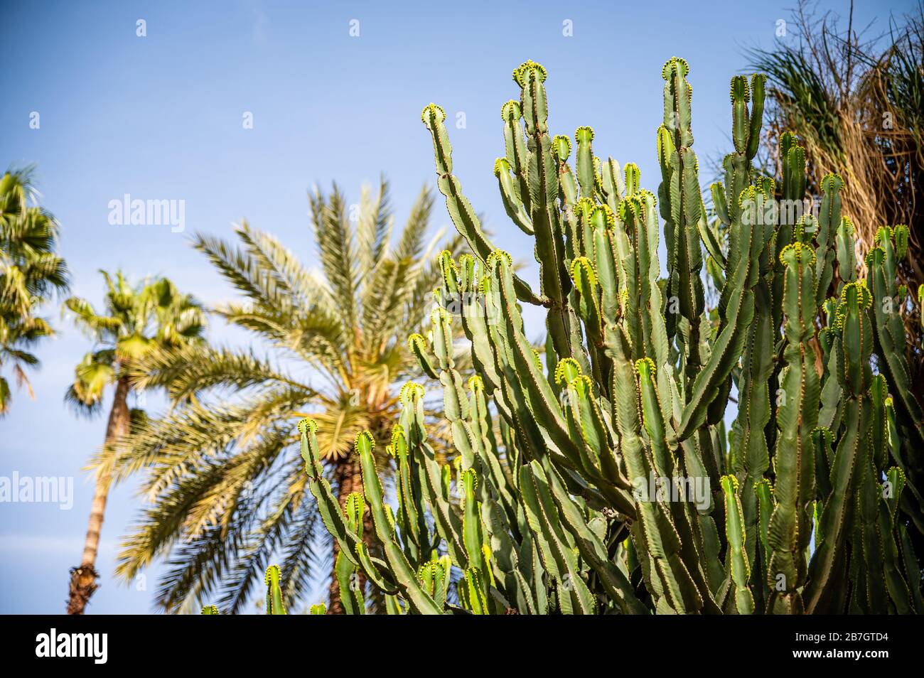 Jardin Majorelle in Marrakesch. Marokko Stockfoto