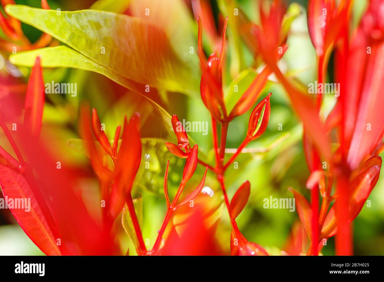 Blumenhintergrund in Grün- und Rottönen. Pieris Plant (Pieris japonica) verlässt den selektiven Fokus. Bali, Indonesien. Stockfoto