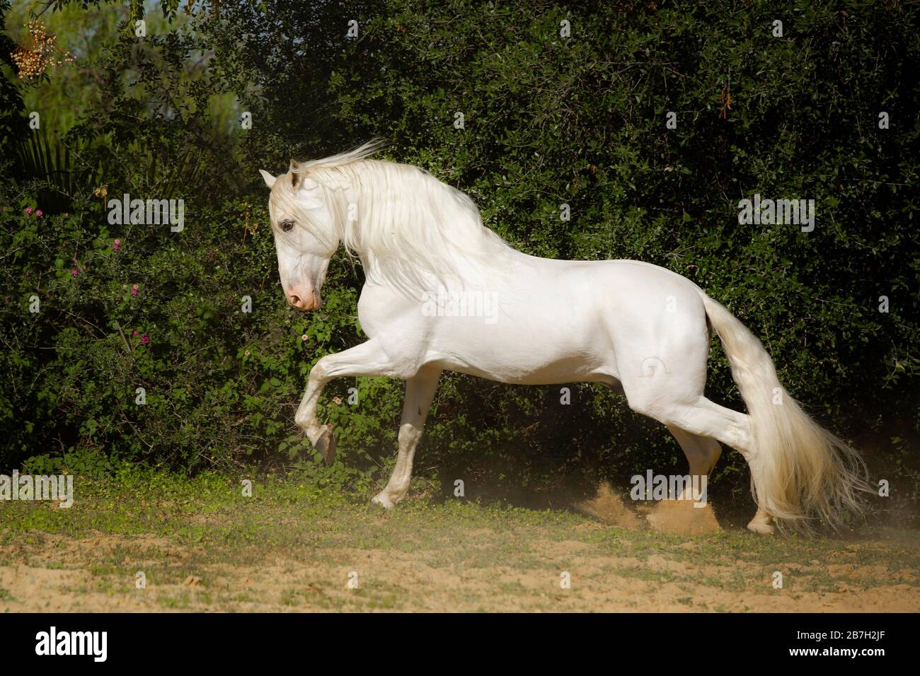 Spanischer grauer Hengst unterwegs, Andalusien Stockfoto