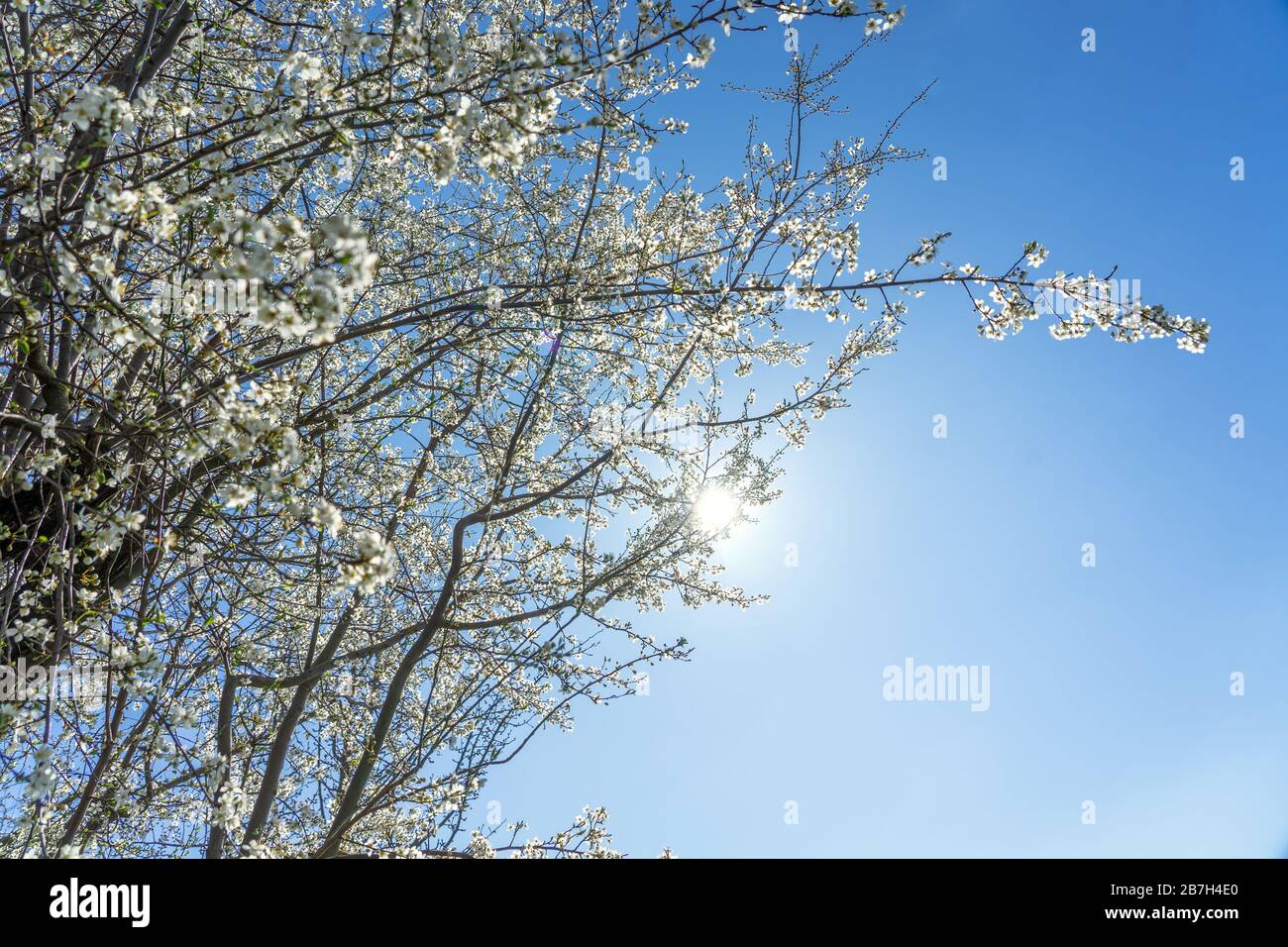 Weißer Pfirsichbaum blüht auf blauem Himmel Frühlingskonzept Stockfoto