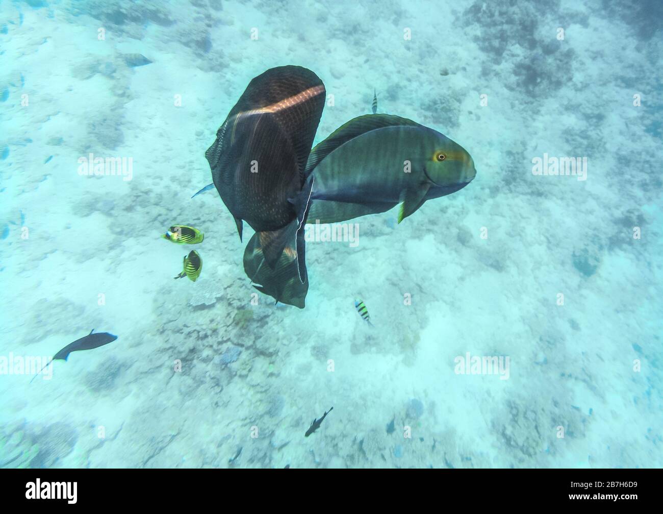 Fisch auf See - Desjardins Sailing Zebrasome. Unterwasseraufnahmen im Roten Meer, Ägypten. Wunderschöne Unterwasserwelt. Stockfoto
