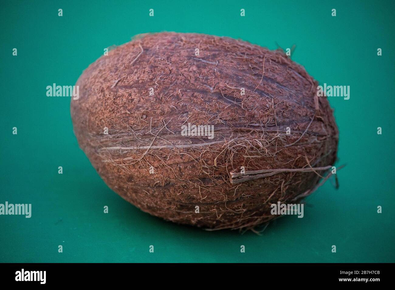 Kokosnussfrüchte des Baumes werden nicht nur zum Kochen, sondern auch zu medizinischen Zwecken verwendet. Stockfoto