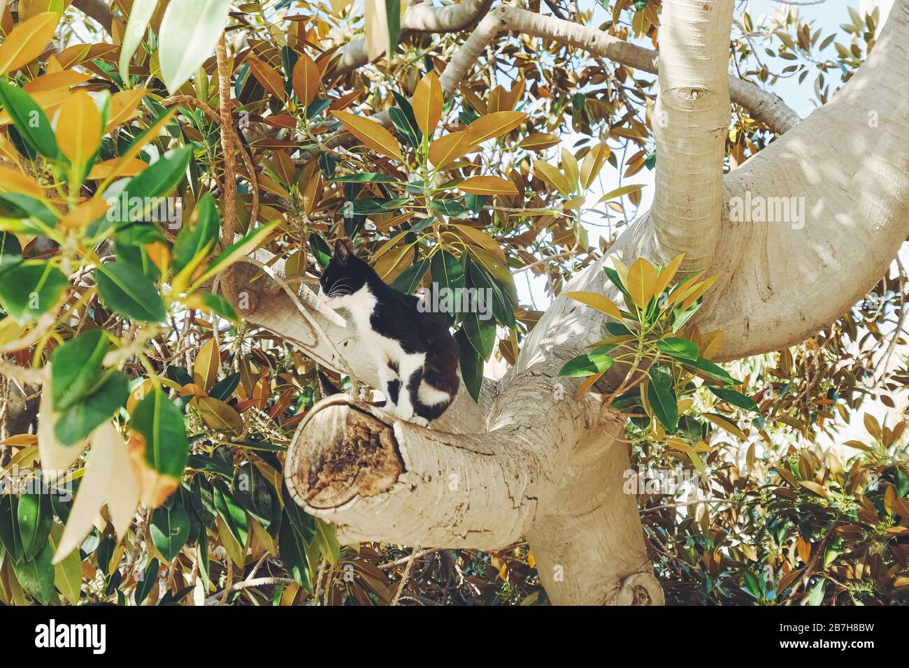 Neugierige Katze, die im Sommer auf dem Olivenbaum sitzt, Tiere und  Naturszene Stockfotografie - Alamy