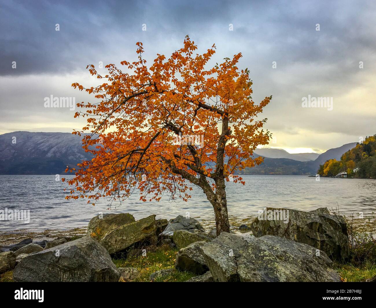 Roter Baum am Fjord Stockfoto