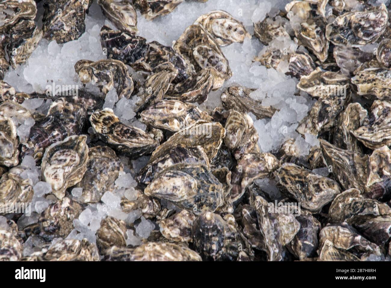 Oyster, Whitstable, Kent, England, Großbritannien Stockfoto