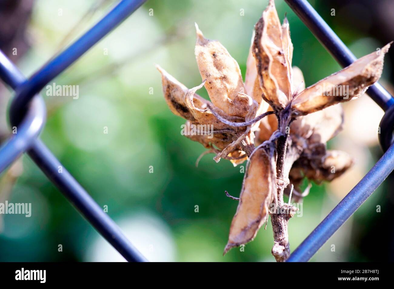 Unbekannte seltsame hässliche Blume hinter dem Zaun - abstraktes Foto. Freie Meinungsäußerung, die hinter der Barriere der Manipulation und Desinformation verschlossen ist. Stockfoto