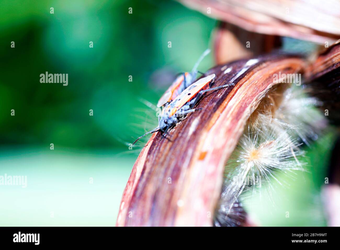 Europäischer Feuerbug - ein Paar aus nächster Nähe. Aktivität der Frühlingszeit. Hand-Makrofoto. Stockfoto