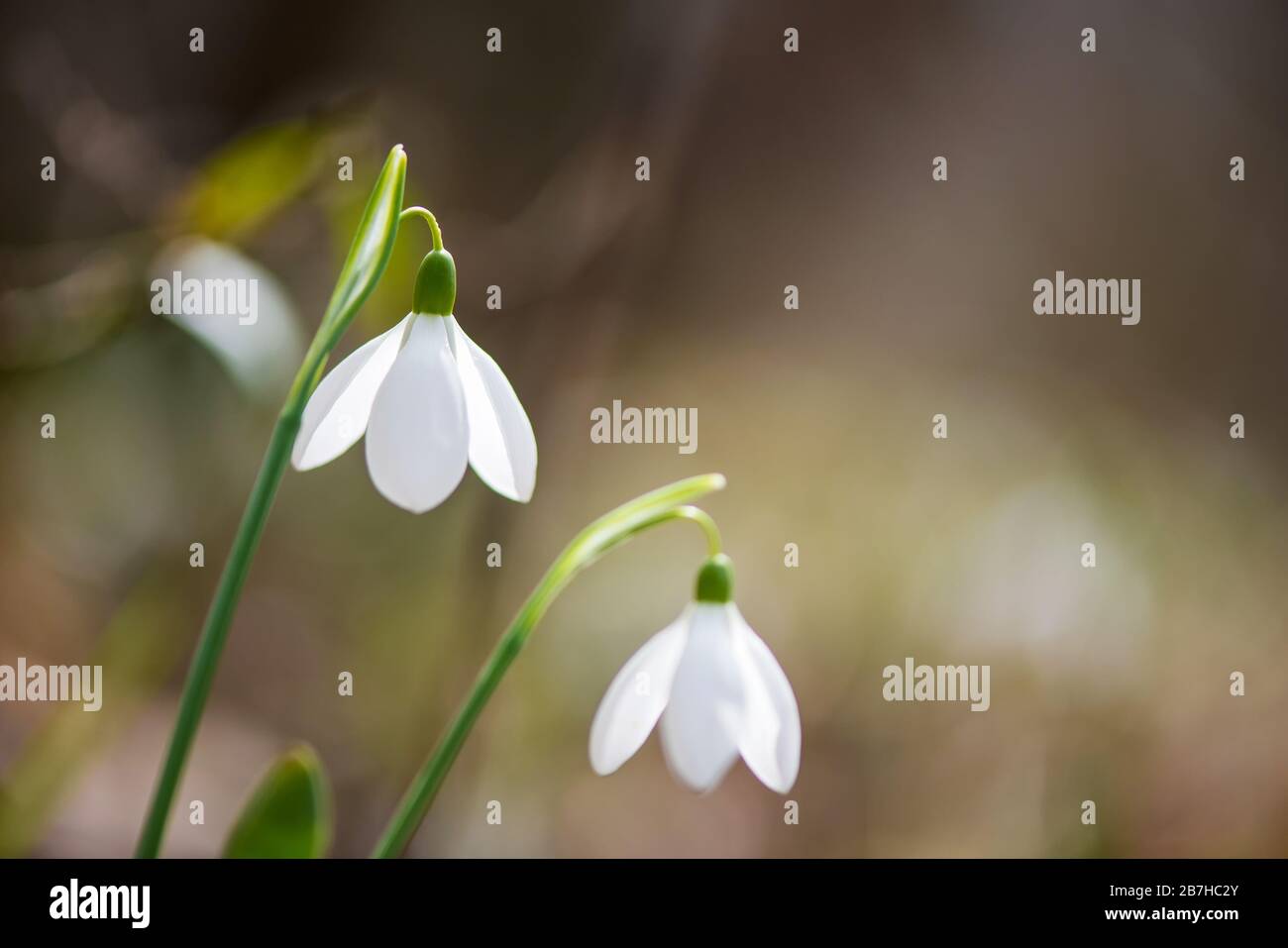 Frühlingsblumen blühen an sonnigen Tagen - selektiver Fokus, Kopierraum Stockfoto