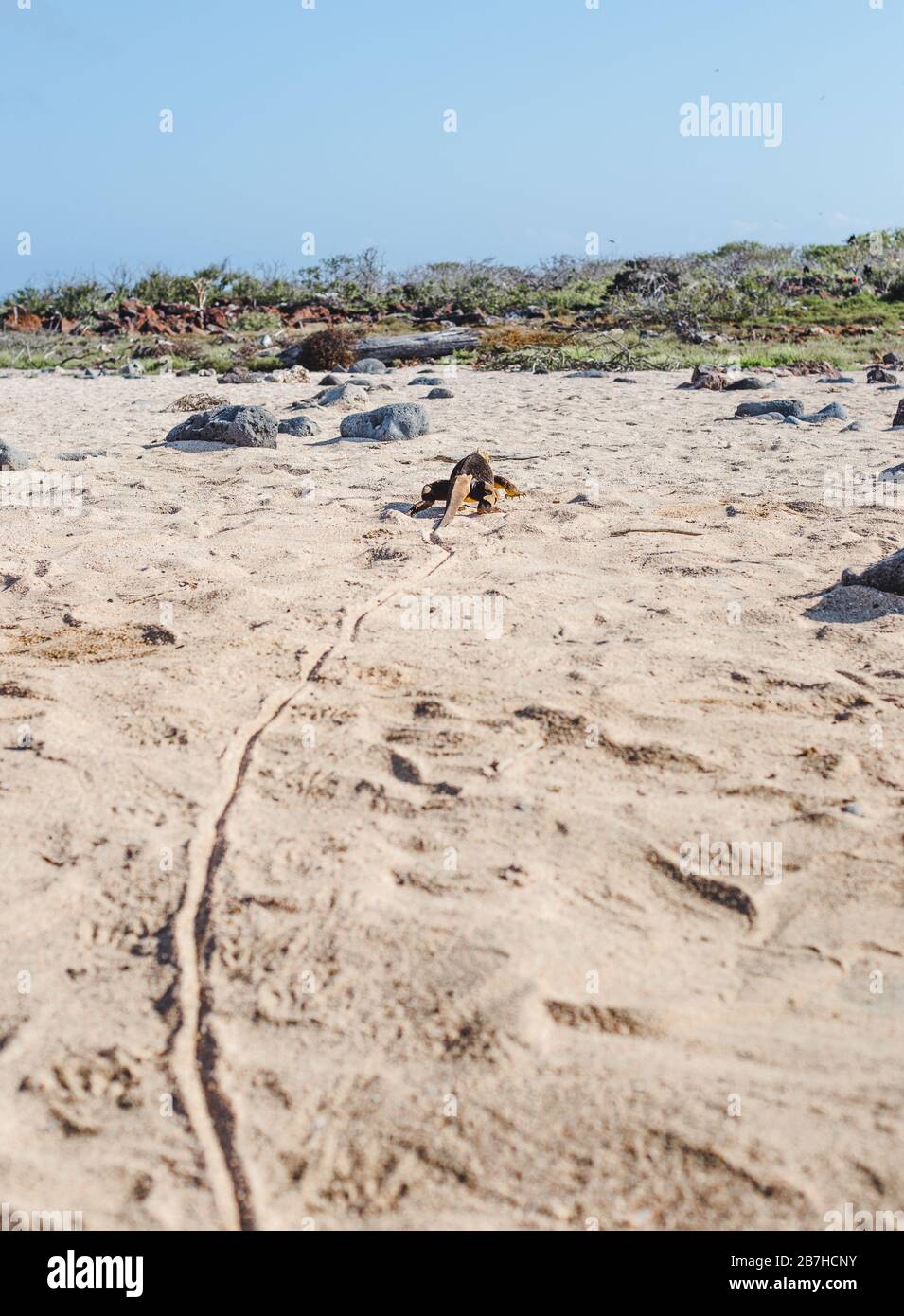 Der Pfad im Sand führt zu großen Iguanen, die auf den Galapagos-Inseln in Ecuador ihren Schwanz über den Strand ziehen Stockfoto