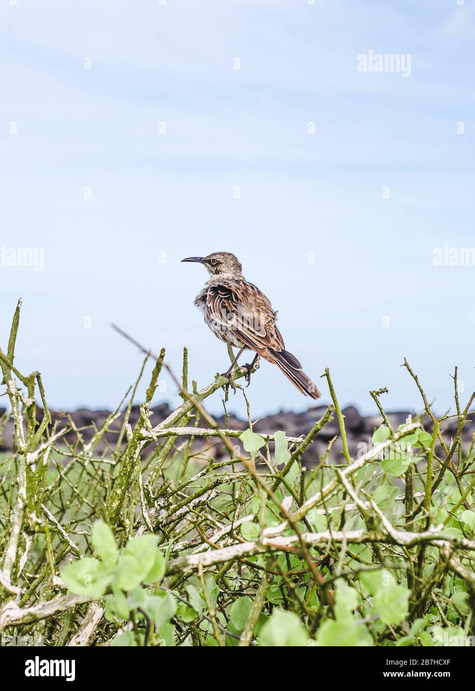 San Cristobal Mockingbird liegt auf einem Baum: Vogelbeobachtung auf den Galapagos-Inseln, Ecuador Stockfoto