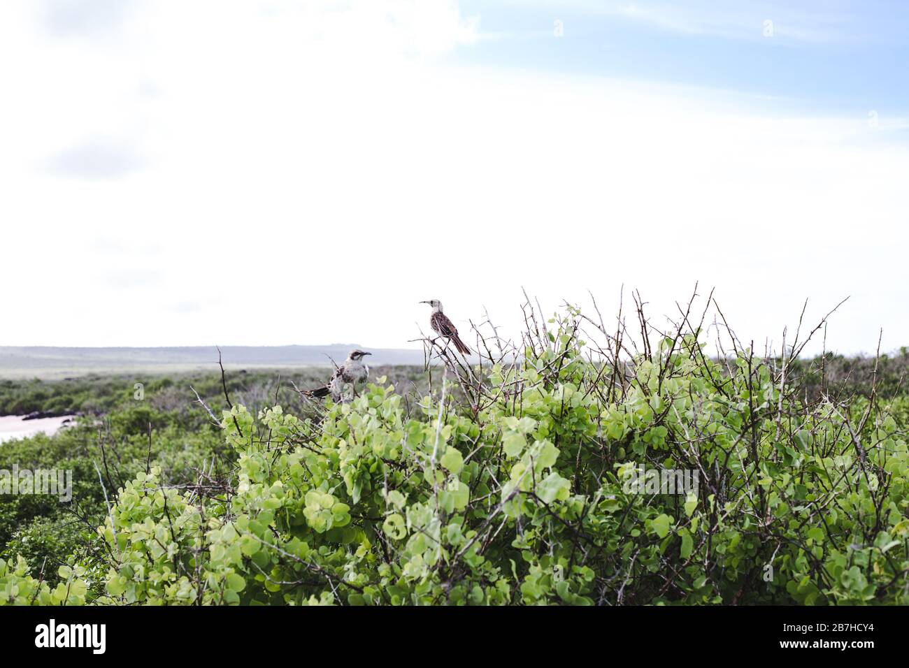 San Cristobal Mockingbird liegt auf einem Baum: Vogelbeobachtung auf den Galapagos-Inseln, Ecuador Stockfoto