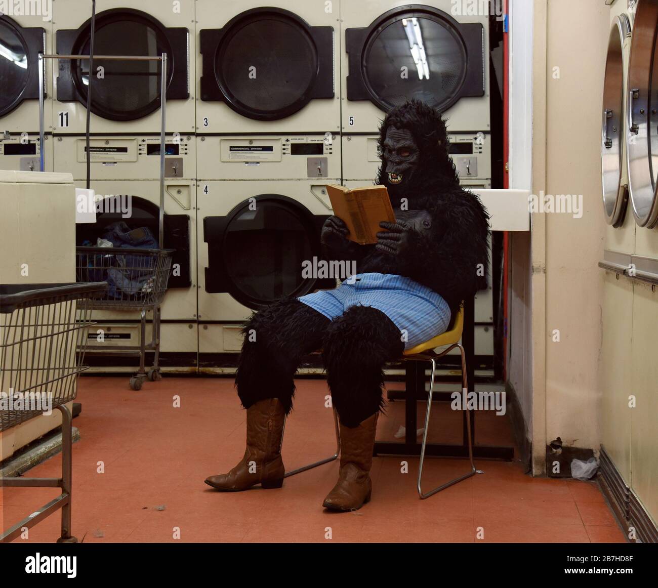 Eine Person in einem Gorillakostüm sitzt allein in einem Stuhl an einem Waschsalon, der ein Buch für ein humorvolles Freizeitkonzept liest. Stockfoto