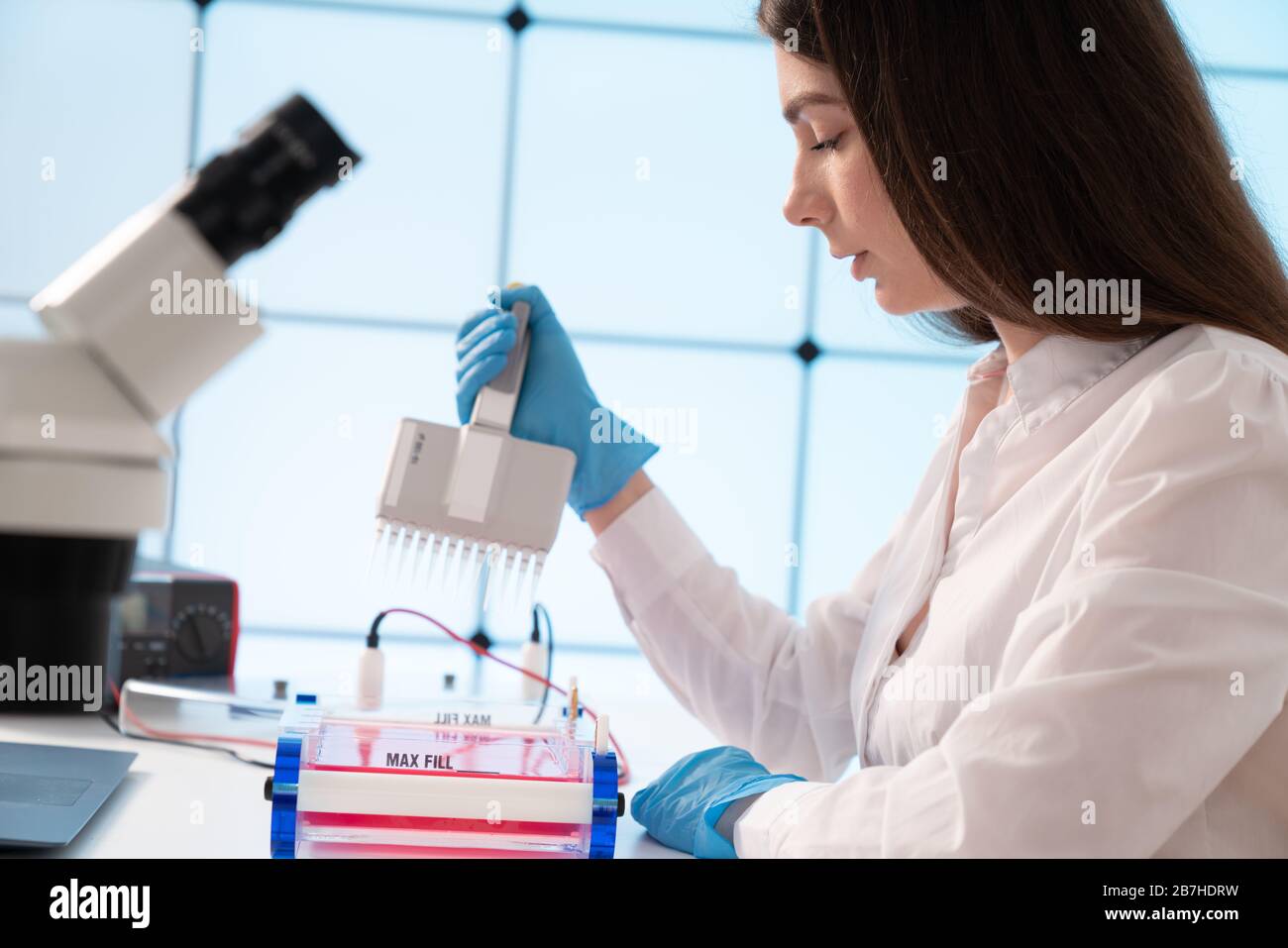 Laden von Samples und läuft einem Agarosegel für Elektrophorese Gelelektrophorese ist der Standard lab Verfahren zur Trennung von DNA Stockfoto