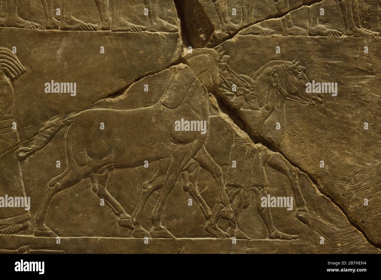 Assyrische Pferde während der Kampagne des Königs Ashurbanipal gegen Elam, die im Assyrerrelief vom Palast des Königs Ashurbanipal in Ninive aus dem Jahr 645 v. Chr. im Louvre in Paris, Frankreich, ausgestellt wurden. Stockfoto