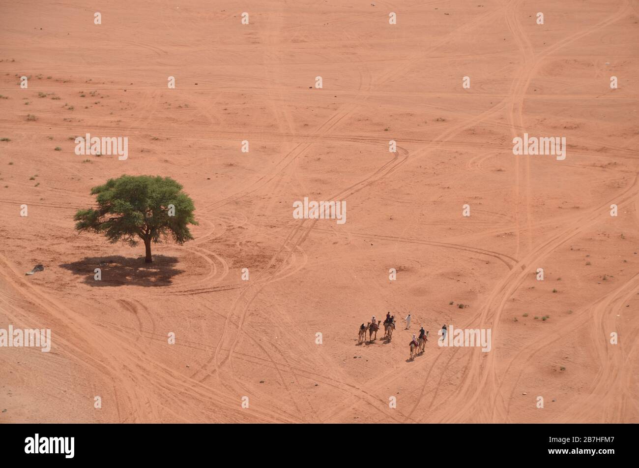 Luftbild auf einem isolierten Baum und einer Kamelherde im Wadi Rum Jordan Stockfoto