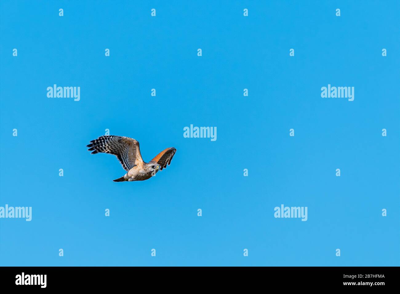 Ein Red-schulterter Hawk (Buteo lineatus), der in den Ritch Grissom Memorial Wetlands in Viera, Florida, USA gegen einen klaren blauen Himmel fliegt. Stockfoto