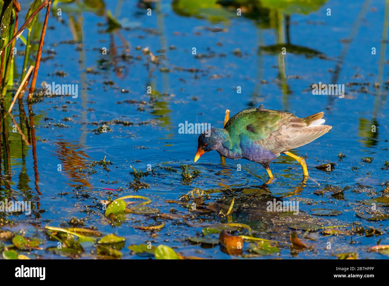 A Purple Gallinule (Porphyrio martinica) auf der Suche nach Lebensmitteln im Orlando Wetlands Park, Orlando, Florida, USA. Stockfoto