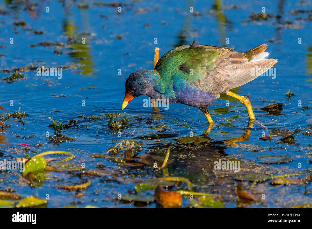 A Purple Gallinule (Porphyrio martinica) auf der Suche nach Lebensmitteln im Orlando Wetlands Park, Orlando, Florida, USA. Stockfoto