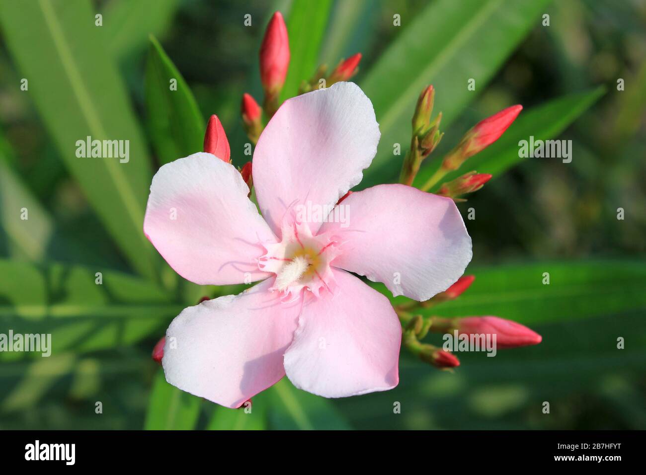 Nerium Oleander Blume Hardy Pink, Gujarat, Indien Stockfoto