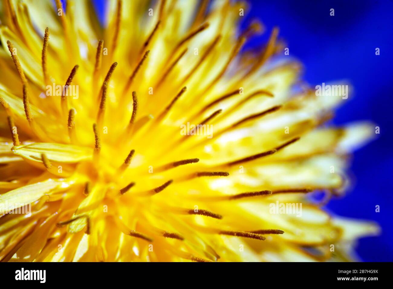 Gelbe Löwenzahn auf blauem Hintergrund. Frühjahr 2020. Nahaufnahme der Hand-Makrofotografie. Stockfoto