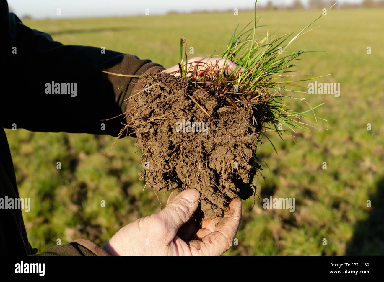 Die Krummstruktur des Bodens von einem NO Till System von einem Feld, das mit Bohnen auf einem Roggengrassaatgut gebohrt wurde. Ungeschärft Stockfoto