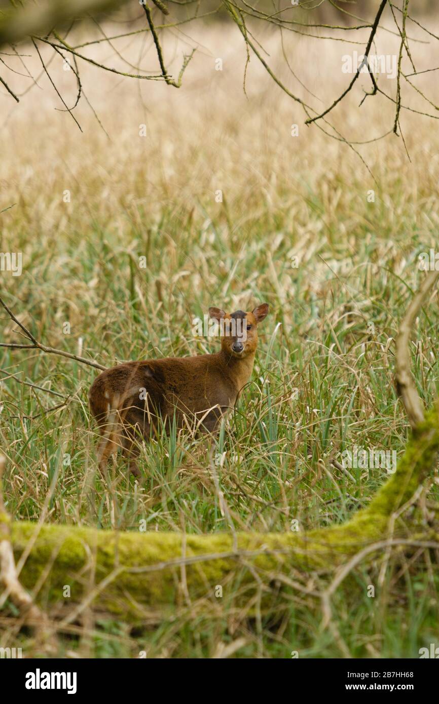 Muntjac-Hirsche in Waldgrasumgebung, Norfolk, Großbritannien. Ursprünglich eingeführt in Großbritannien aus China im zwanzigsten Jahrhundert. Ungeschärft Stockfoto