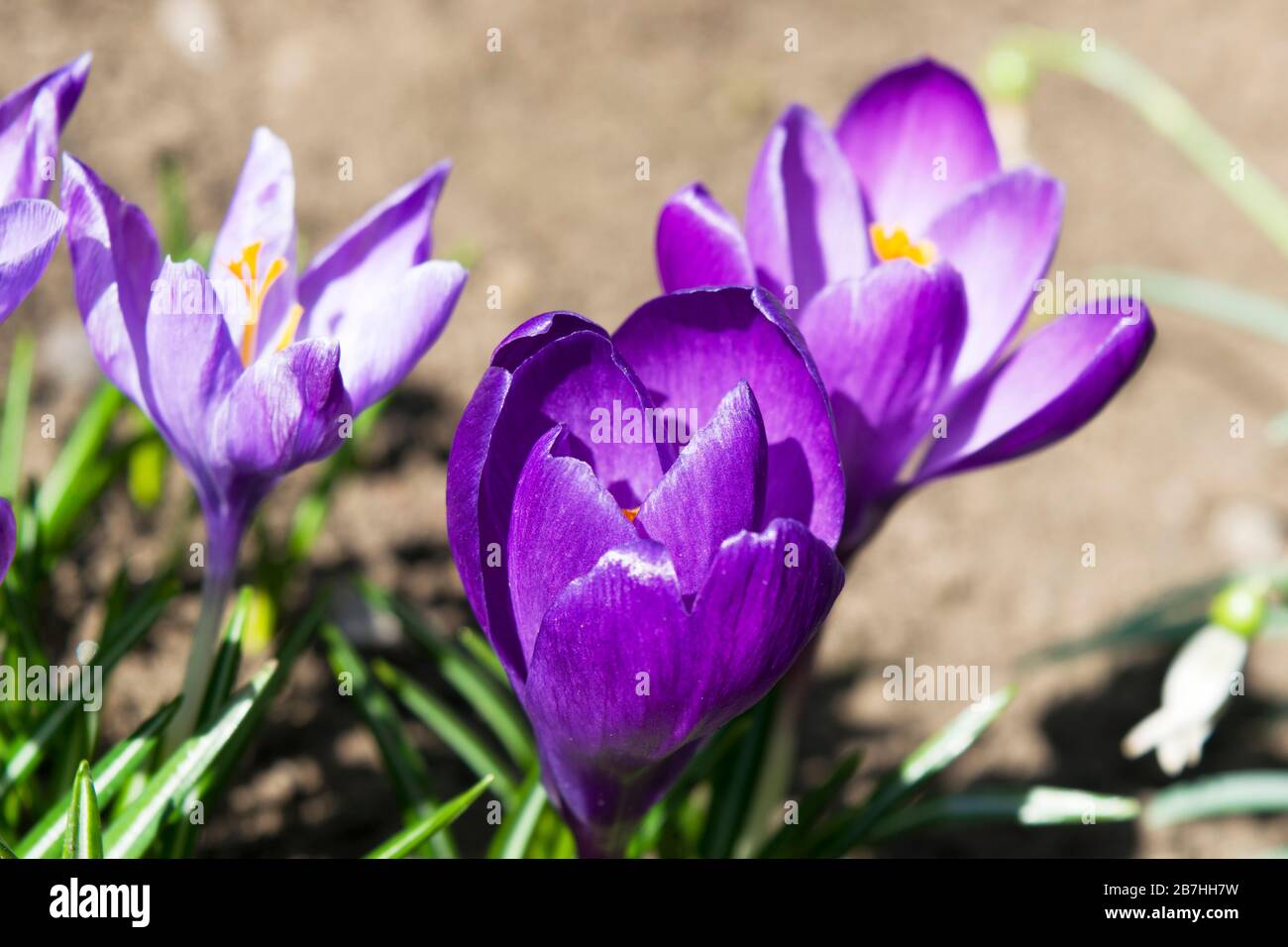 Violette Krokus. Es ist eine Gattung von blühenden Pflanzen in der Iris Familie, die 90 Arten von Stauden wachsen aus Kormen. Sie werden für Th kultiviert Stockfoto