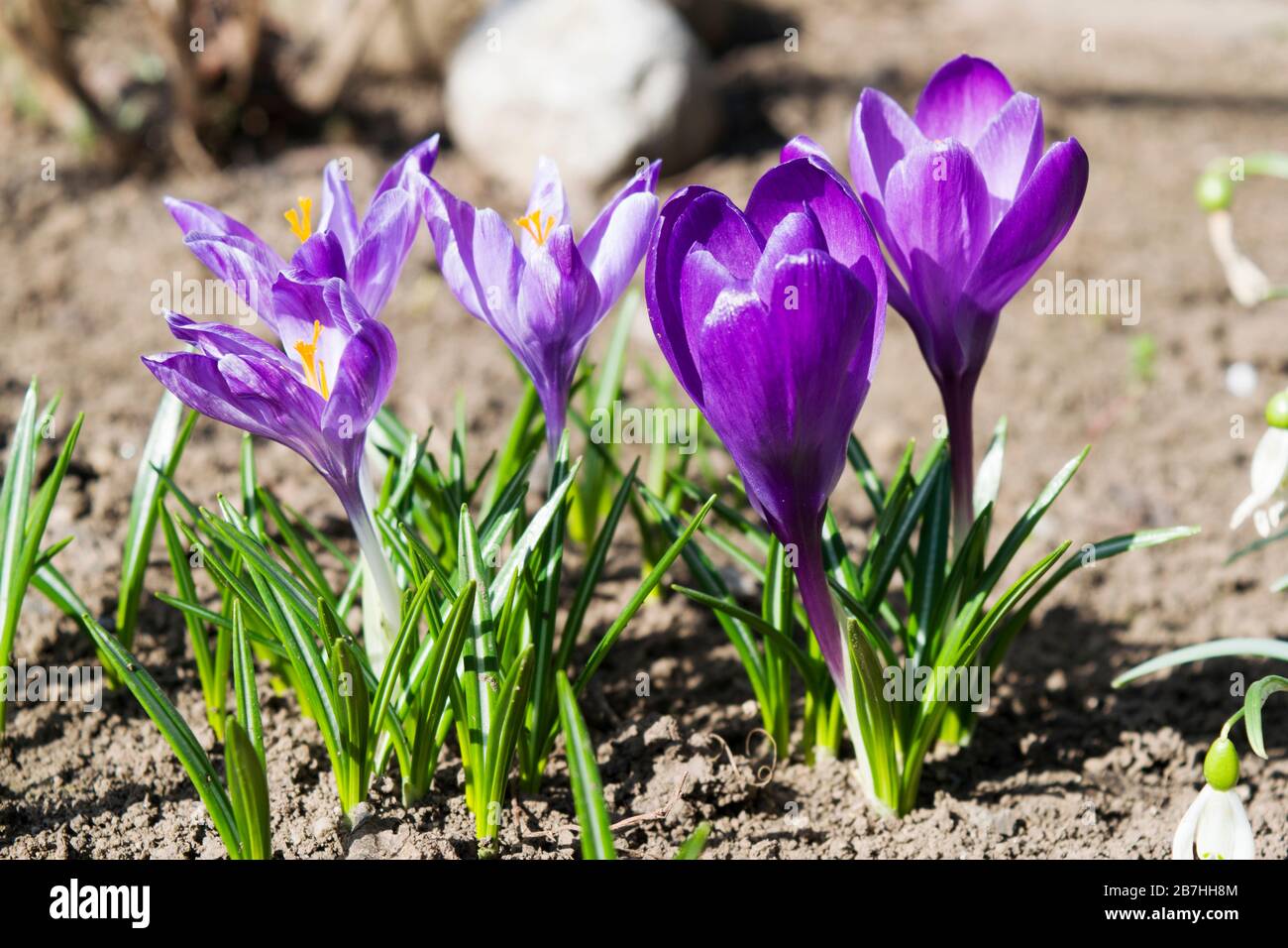 Violette Krokus. Es ist eine Gattung von blühenden Pflanzen in der Iris Familie, die 90 Arten von Stauden wachsen aus Kormen. Sie werden für Th kultiviert Stockfoto