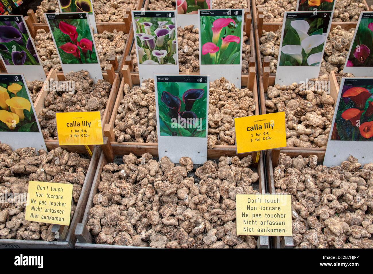 Verkauf von Calla Lilly in EINEM Flower Market Shop Amsterdam Niederlande 2020 Stockfoto
