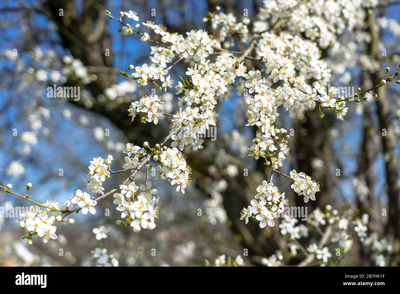 Weißer Pfirsichbaum blüht auf blauem Himmel Frühlingskonzept Stockfoto