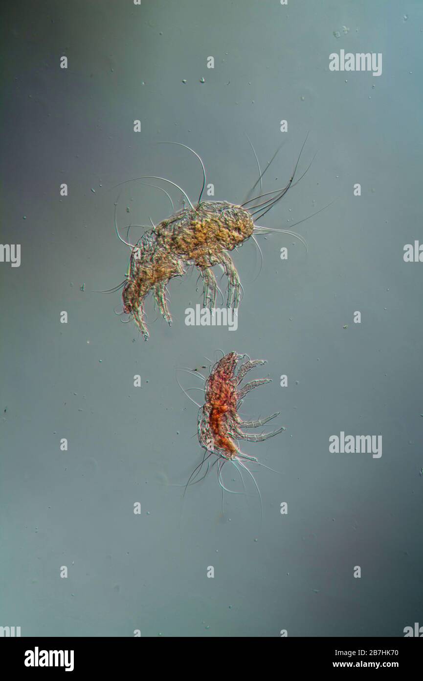 Staub unter dem mikroskop -Fotos und -Bildmaterial in hoher Auflösung –  Alamy