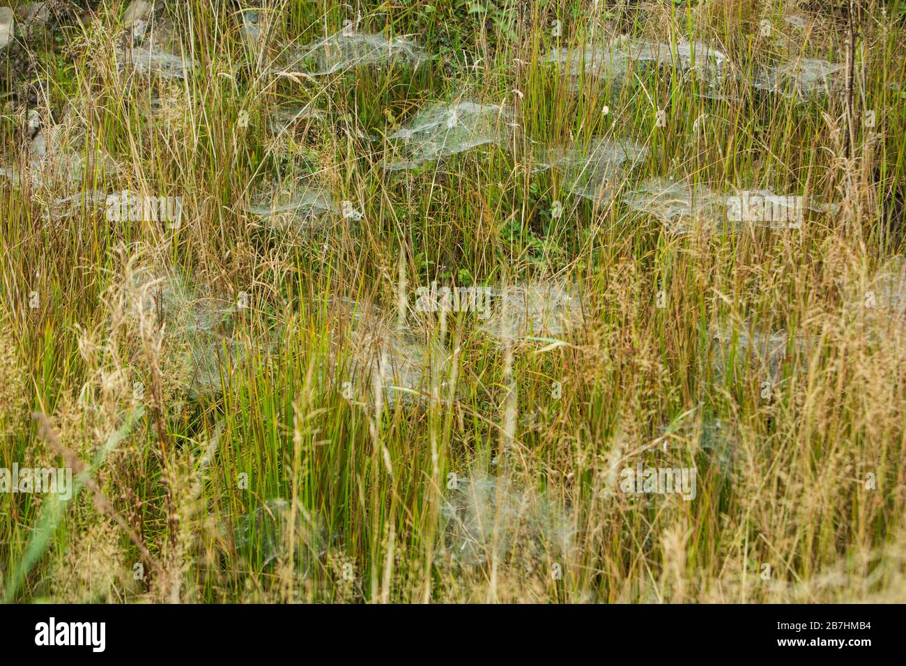 Im Herbst wurden mit Tau bedeckte Spinnweben auf nassem Gras aufgereiht und durch Tau, Schottland, Großbritannien, hervorgehoben Stockfoto