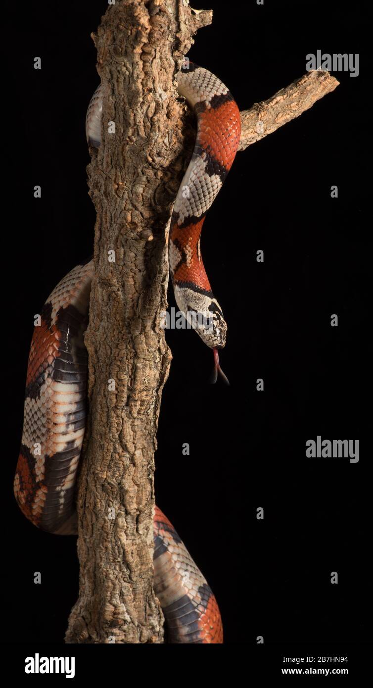 Kornnatter Stockfoto