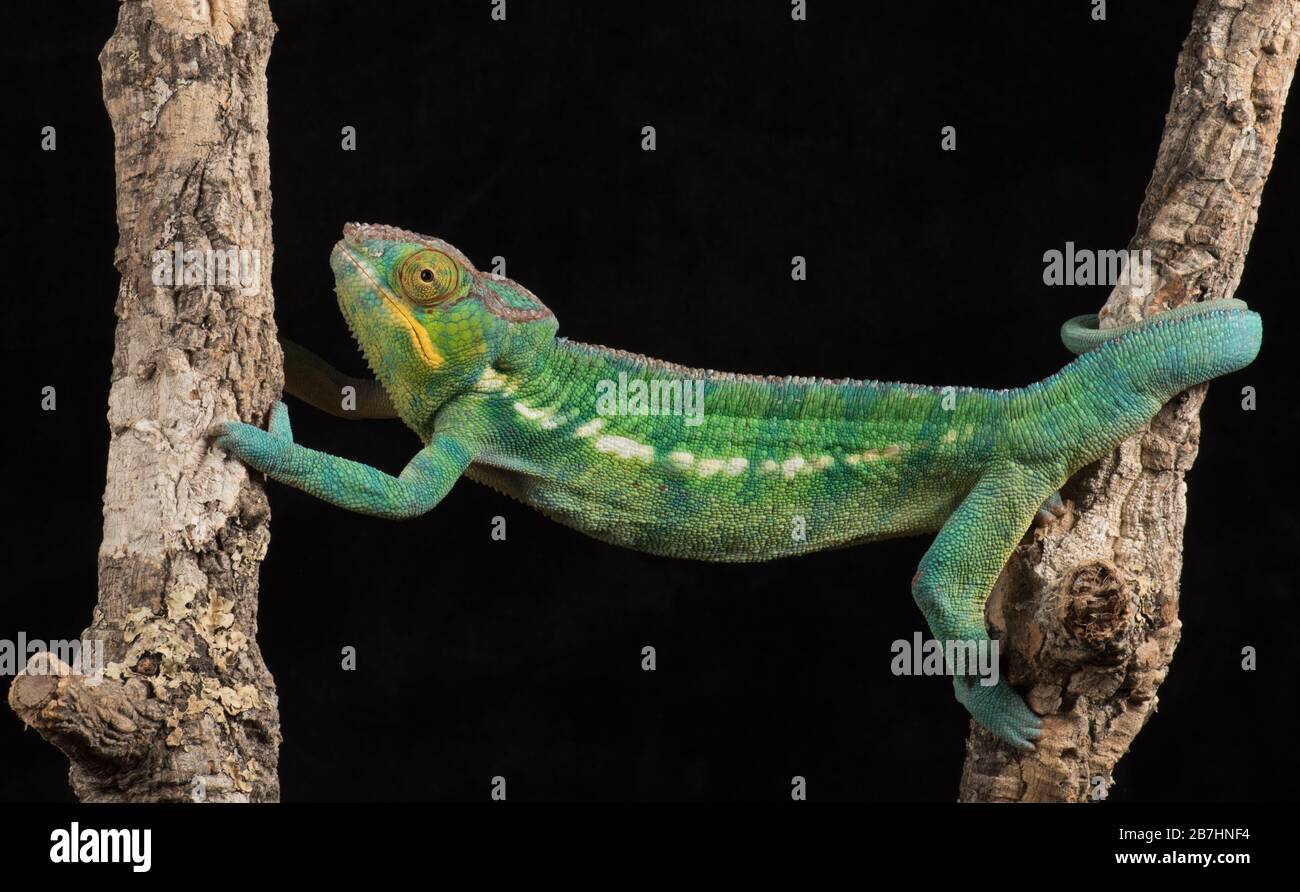 Chameleon Stockfoto