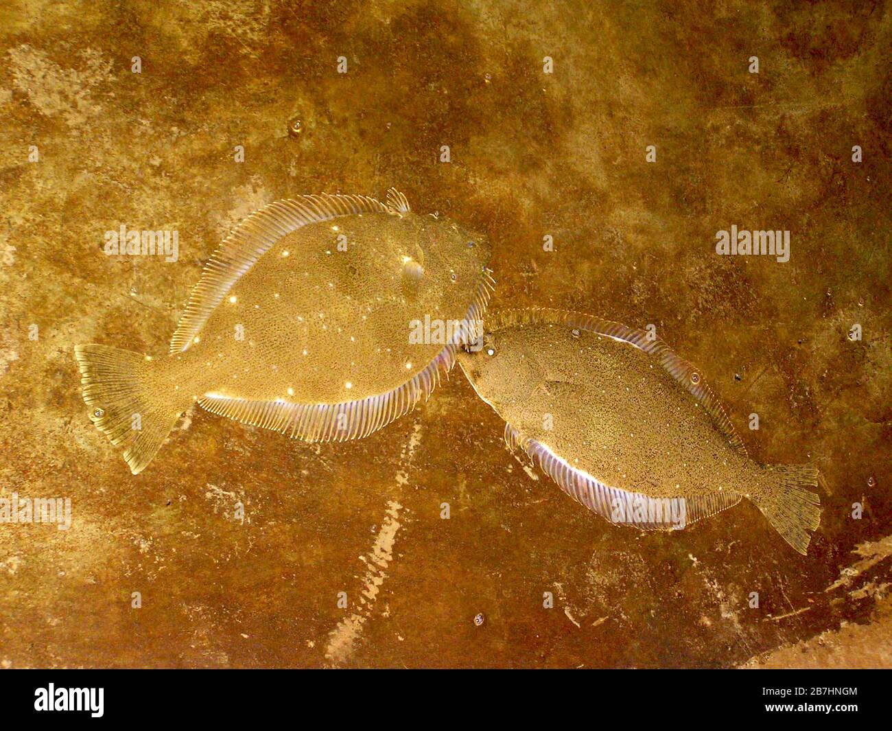 Fisch im unteren Teil des Pools auf einem Bauernhof Stockfoto