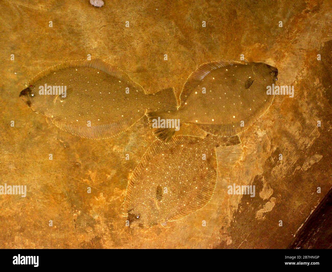 Fisch im unteren Teil des Pools auf einem Bauernhof Stockfoto