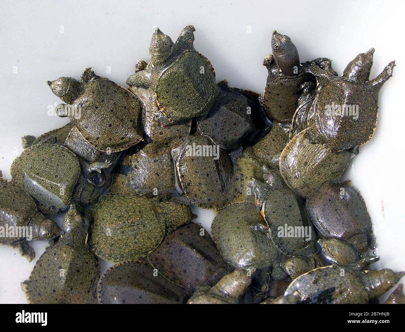 Viele der Schildkröten in einem Pool, auf einem Markt, nordchina Stockfoto