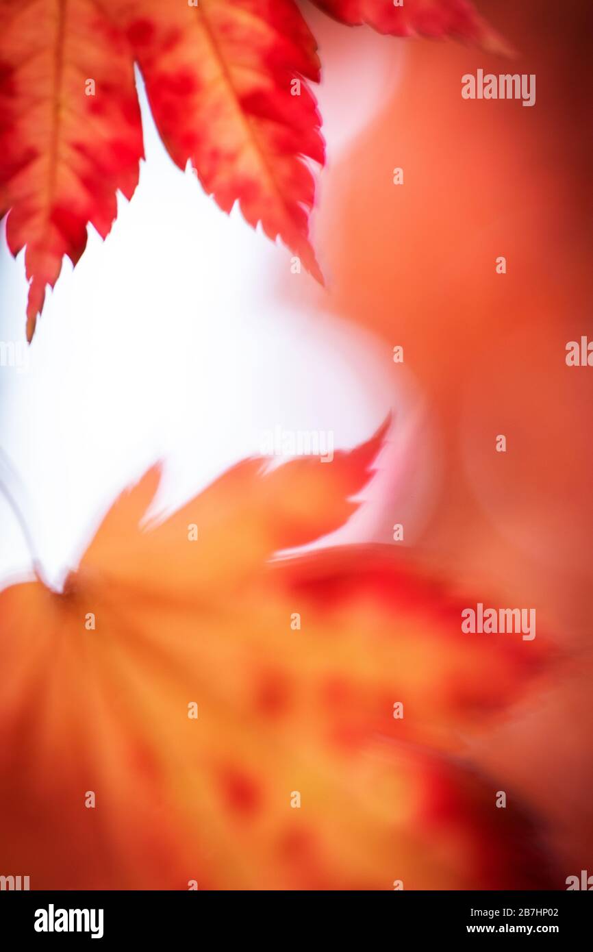 Japanische Ahornbäume / Acker im Herbst Stockfoto