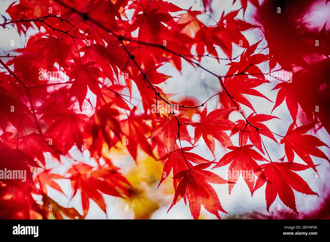 Japanische Ahornbäume / Acker im Herbst Stockfoto