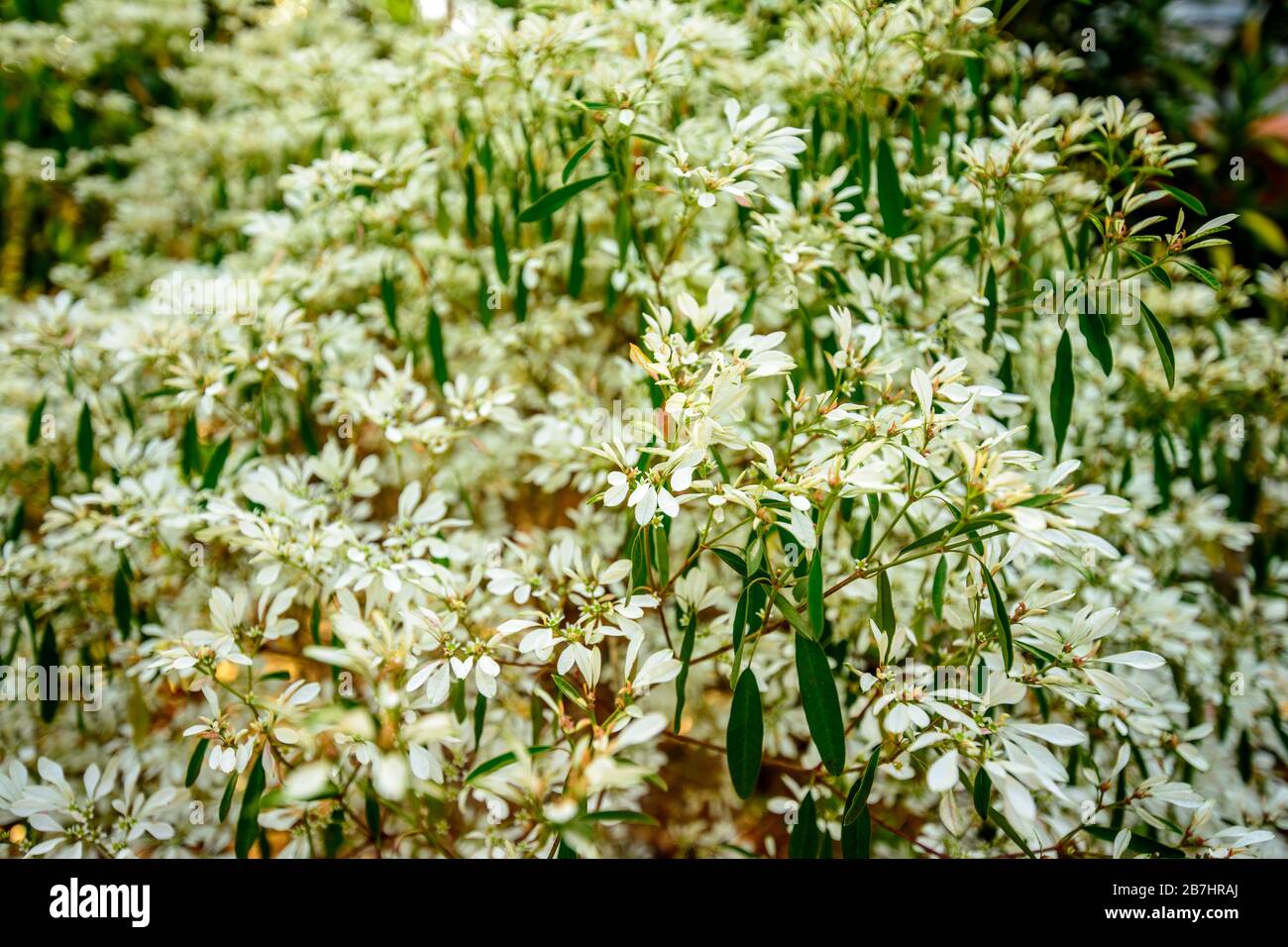 EUPHORISCH WEISSE Blumen Stockfoto