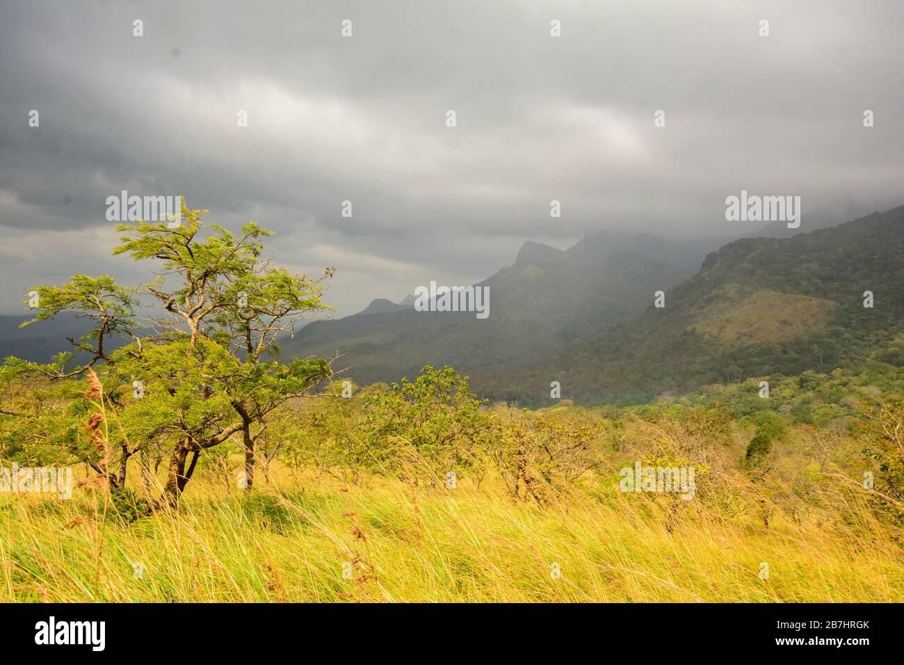 Grasige Hügel Westliche Ghats Kerala Indien Stockfoto