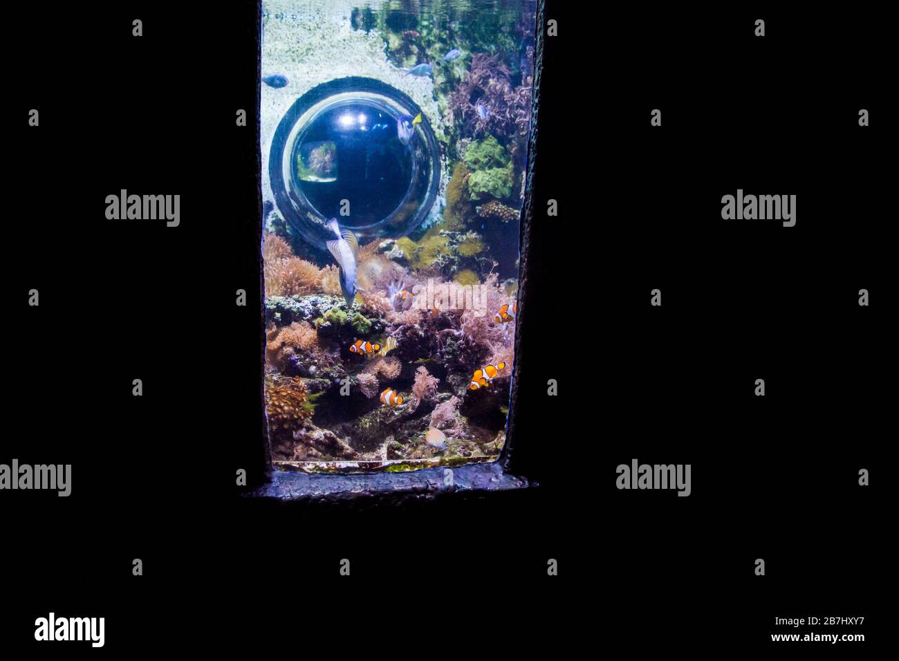 Öffentliches Süßwasser- und Meeresaquarium Stockfoto