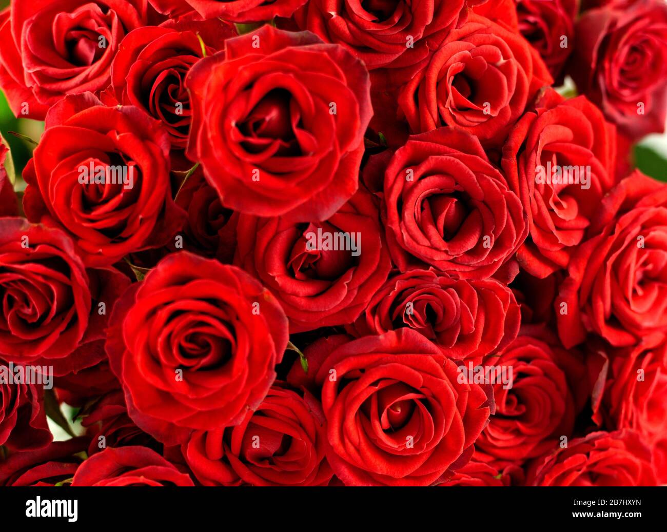Nahaufnahme der roten Naturrosen.Valentins Tageskonzept Stockfoto