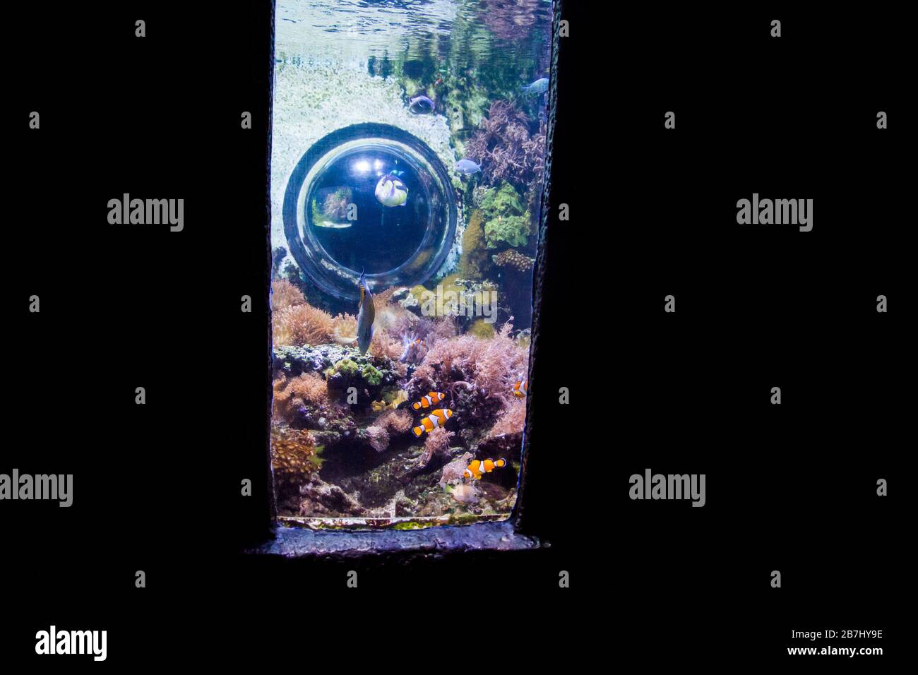 Öffentliches Süßwasser- und Meeresaquarium Stockfoto